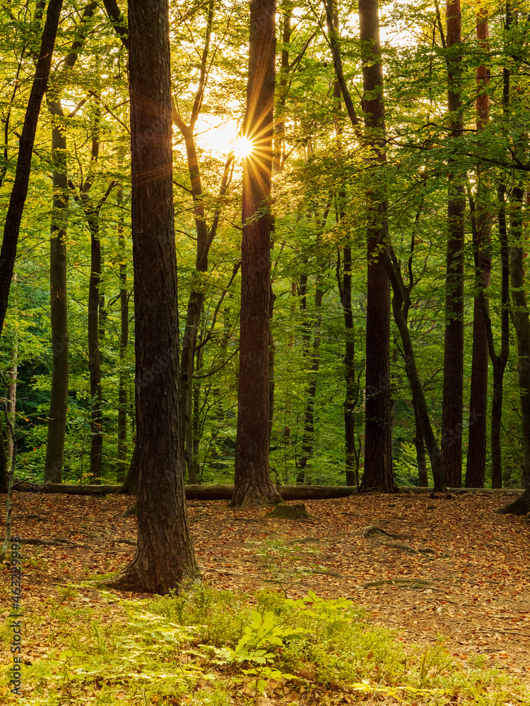 Obraz premium the sun between the trees in the forest invites you to go hiking