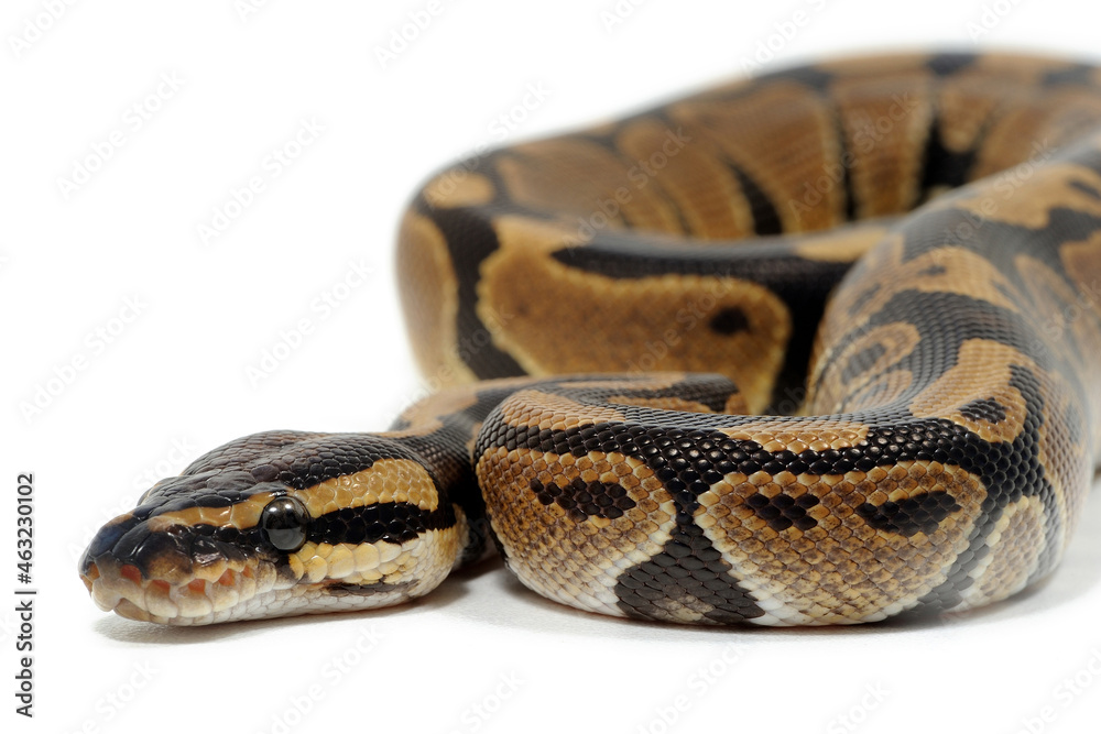 Ball python (Python regius) on a white background Ball python (Python regius) on a white background