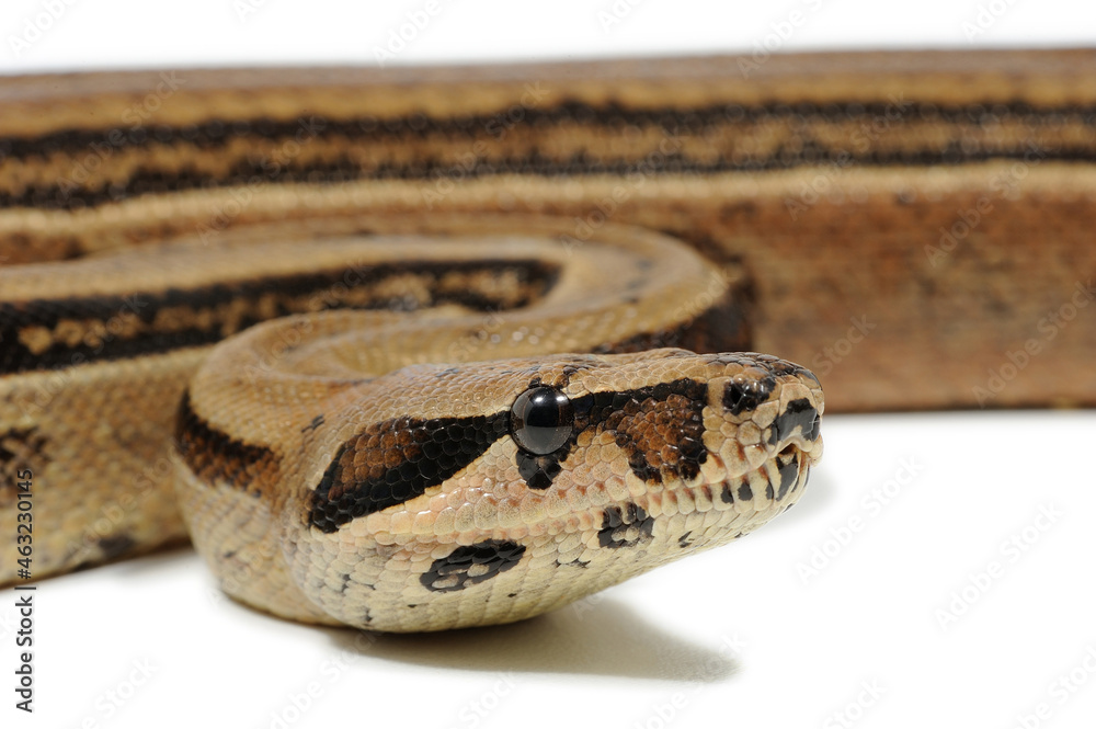 Obraz premium Boa constrictor imperator on a white background