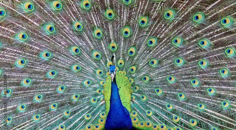 Obraz premium Peacock