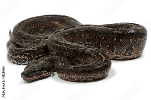 Boa constrictor imperator on a white background © Florian