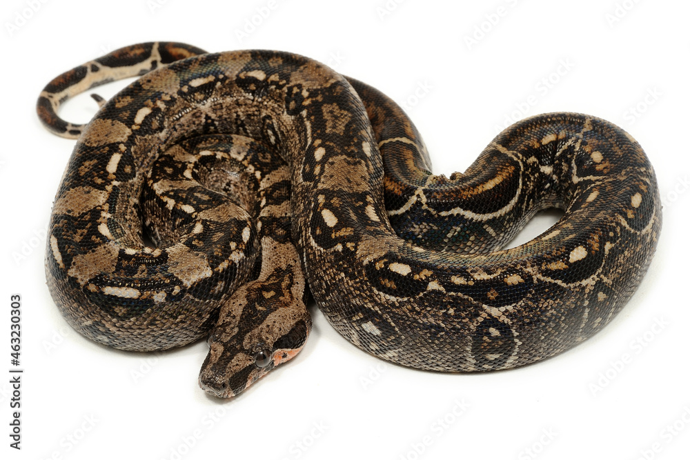 Boa constrictor imperator on a white background Boa constrictor imperator on a white background