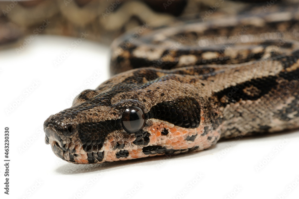 Boa constrictor imperator on a white background