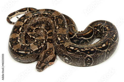 Boa constrictor imperator on a white background