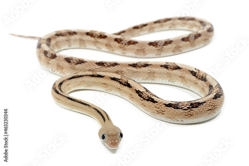 Trans-Pecos rat snake (Bogertophis subocularis) on a white background