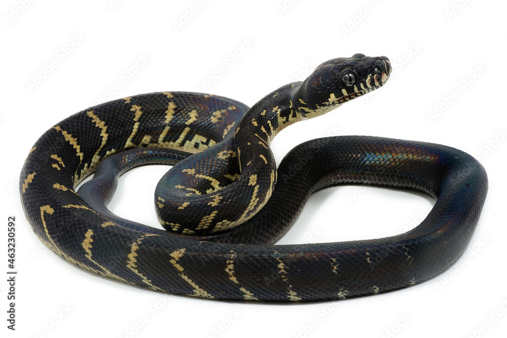 Boelen's python (Simalia boeleni) on a white background Boelen's python (Simalia boeleni) on a white background