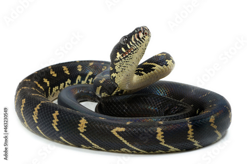 Boelen's python (Simalia boeleni) on a white background