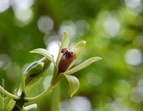 Vanilla wild orchid blooming in the garden,economin plant in nursery.