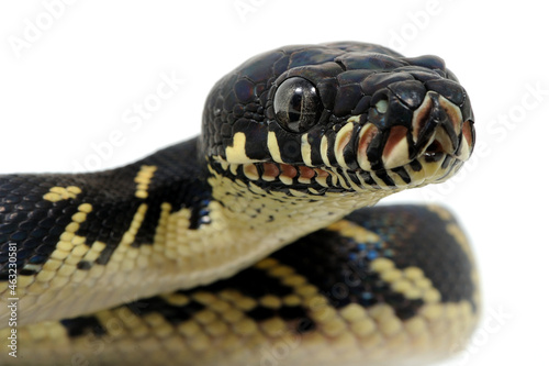 Boelen's python (Simalia boeleni) on a white background