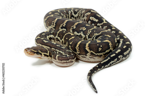 Angolan python (Python anchietae) on a white background
