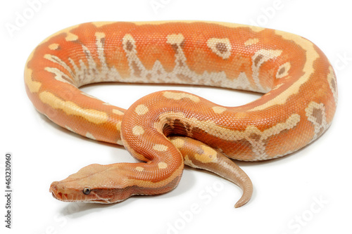 Brongersma's short-tailed python (Python brongersmai) on a white background