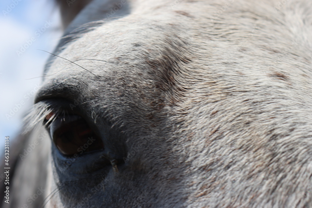 beautiful photos of horse up close in detail eye nose pure spanish breed