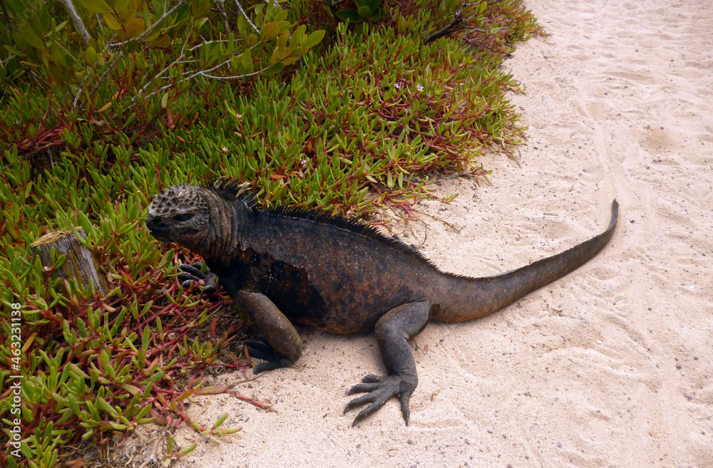 Fototapeta premium sea iguana on the beach