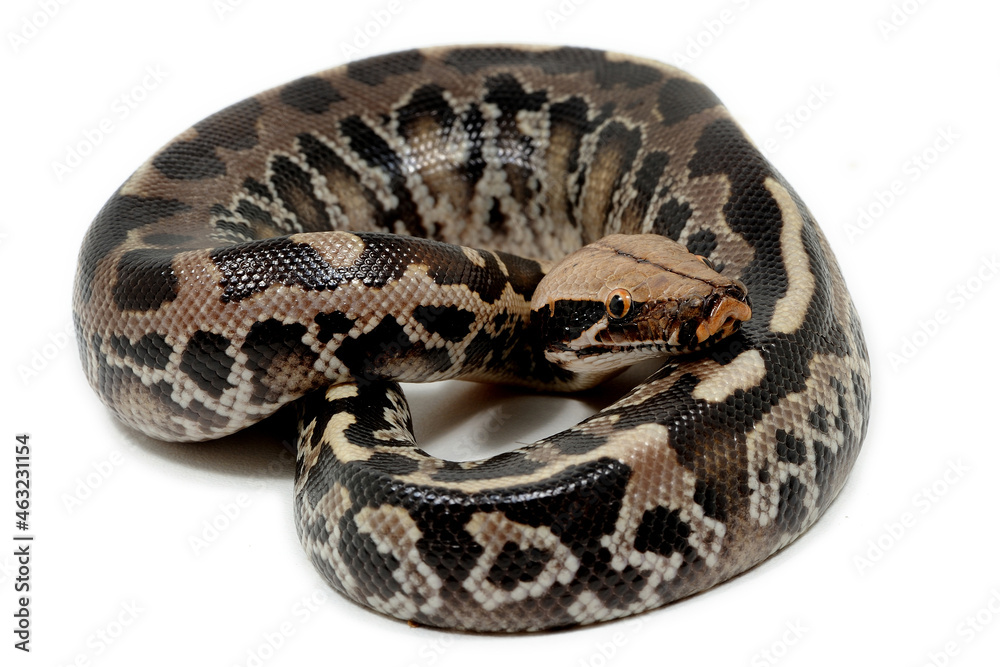 Sumatran short-tailed python (Python curtus) on a white background Sumatran short-tailed python (Python curtus) on a white background