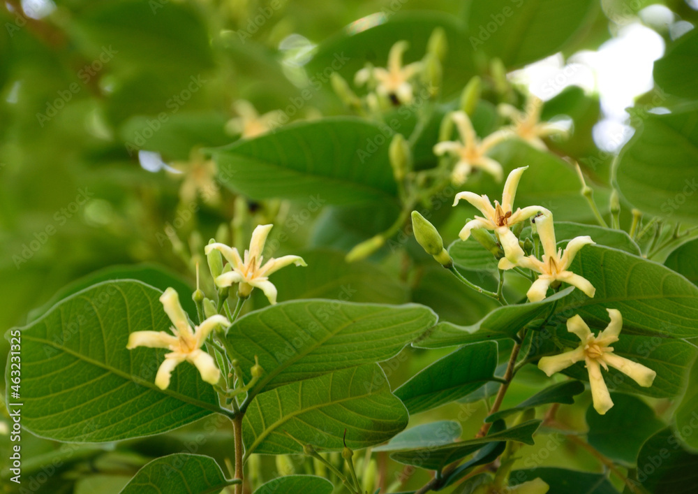Apocynaceae tree blossom in the wild Apocynaceae tree blossom in the wild