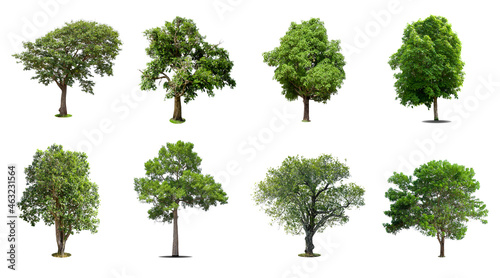 Collection of   trees  Isolated  on white background,   Exotic tropical tree for design.