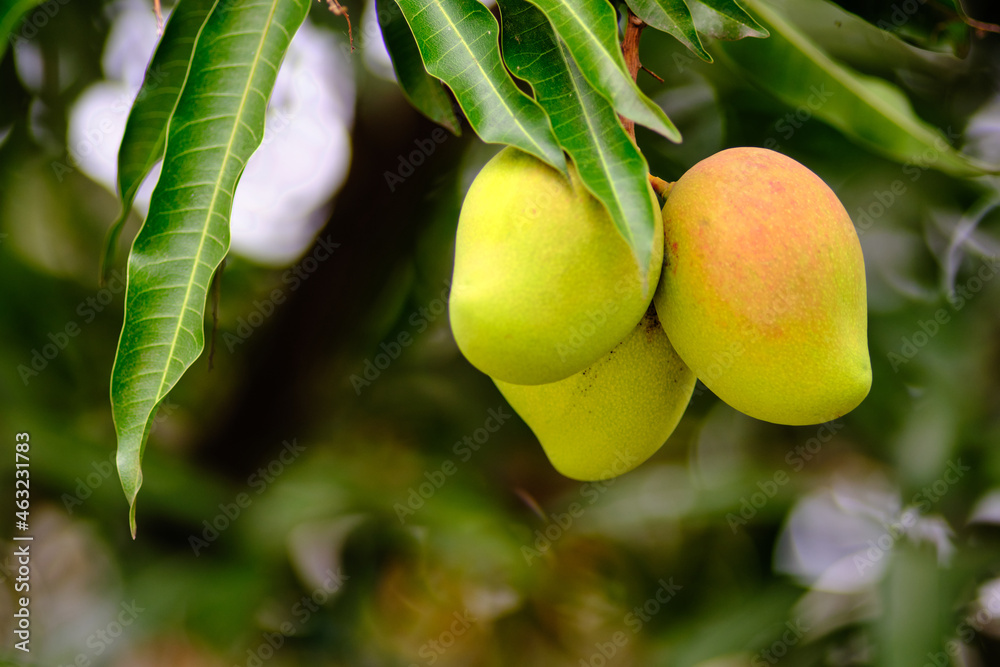 Green mangoes hanging on a tree branch