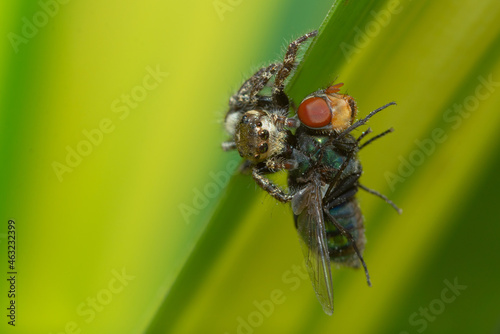 a spider is eating its prey that is a fly © parianto