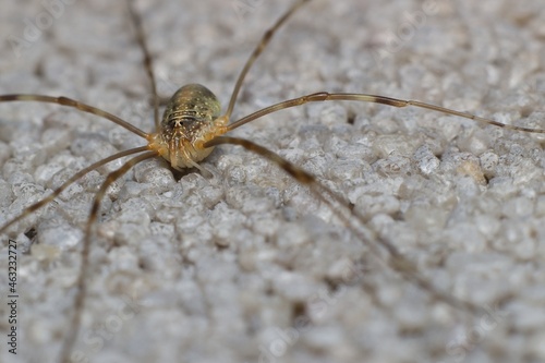 spider Opiliones on the wall