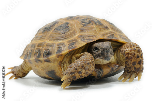 Russian tortoise (Testudo horsfieldii) on a white background