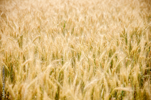 Field of wheat and sun © Viktoriia Varvashche