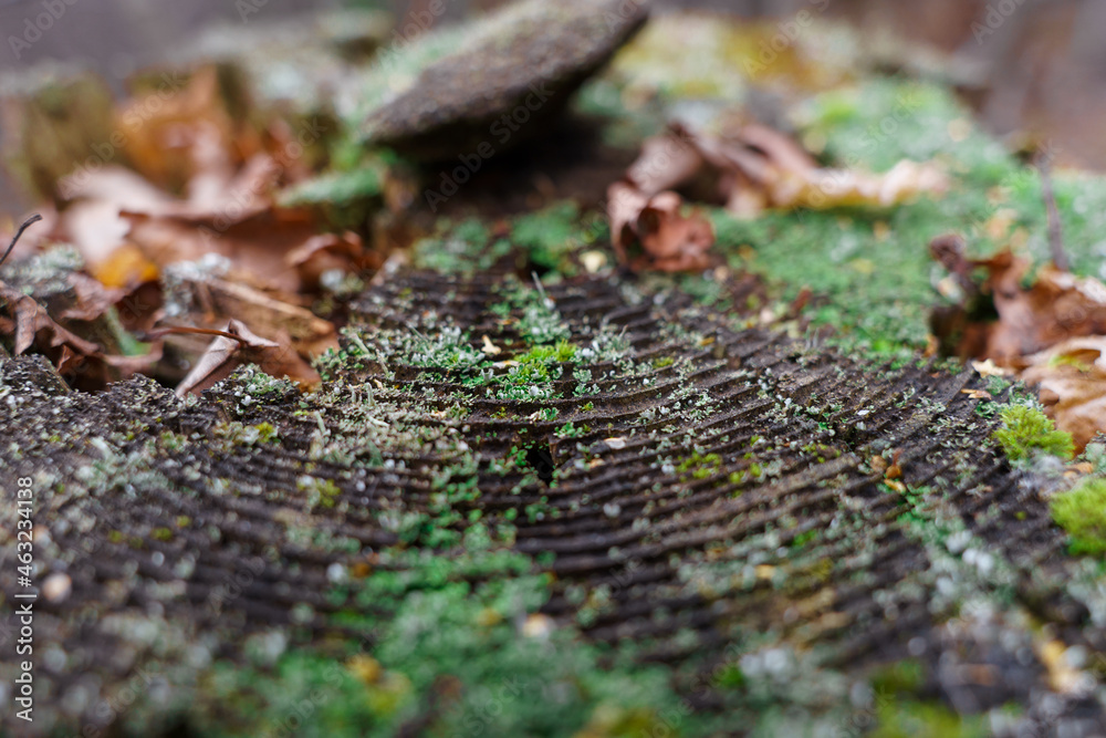 green moss on the stump, nature texture forest autumn green moss on the stump, nature texture forest autumn