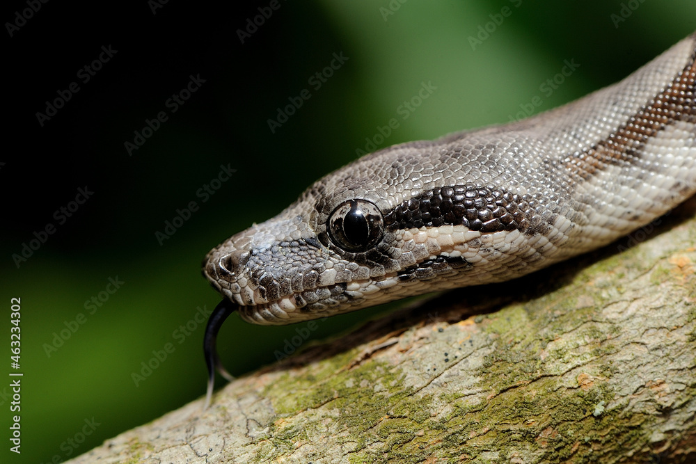 Obraz premium Baby peruvian long-tailed boa (Boa constrictor longicauda)
