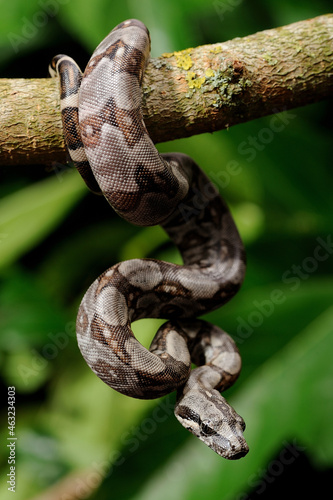 Baby peruvian long-tailed boa (Boa constrictor longicauda)