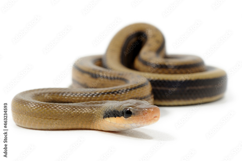 Obraz premium Baby chinese beauty snake (Elaphe taeniura taeniura) on a white background