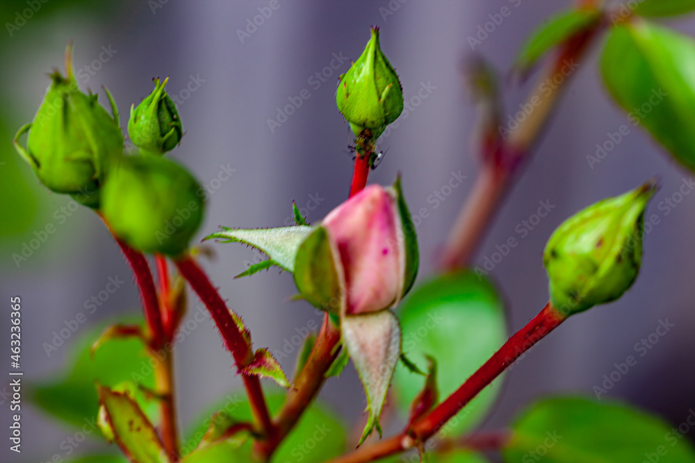 Obraz premium red and green buds