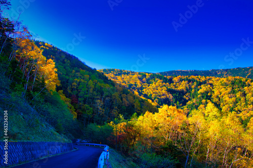 Autumn leaves of Yatsugatake and Asama Mountains in the sea area