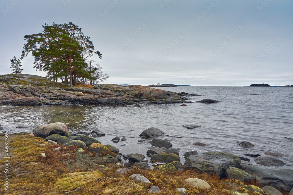 November day on the shore of the Kallahdenniemi stones: pine trees, stones, windy Baltic Sea.