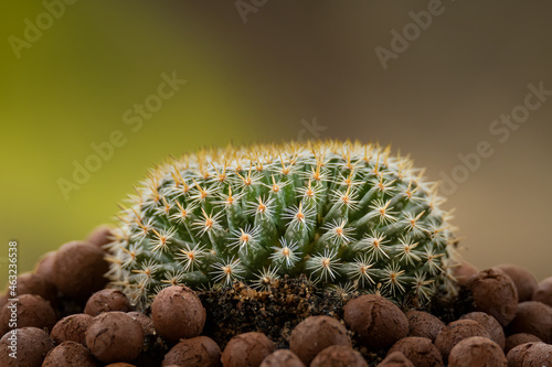 Mammillaria Perbella cactus in a pod of leca ball