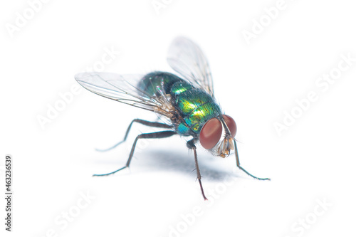 Glittering Green Bottle Fly isolated on white background