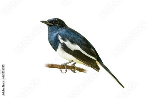 Male Oriental Magpie Robin isolated on white background