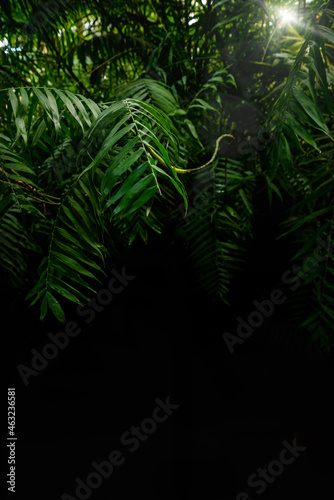 Tropical background with green palm leaves