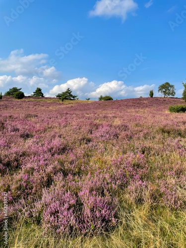 Stunning view of blooming heath with pink purple heather flowers in famous nature park Lueneburger Heide in North Germany