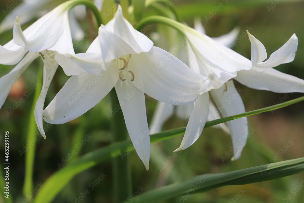 Obraz premium 初夏の公園に咲くアフリカハマユウの白い花