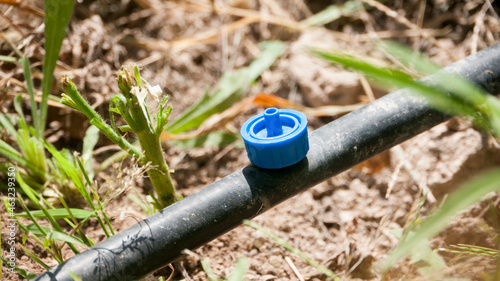 Gotero azul de en manguera de riego en suelo de finca agrícola photo