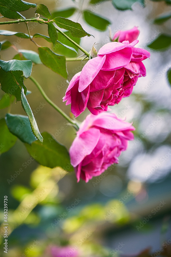 pink roses pink roses