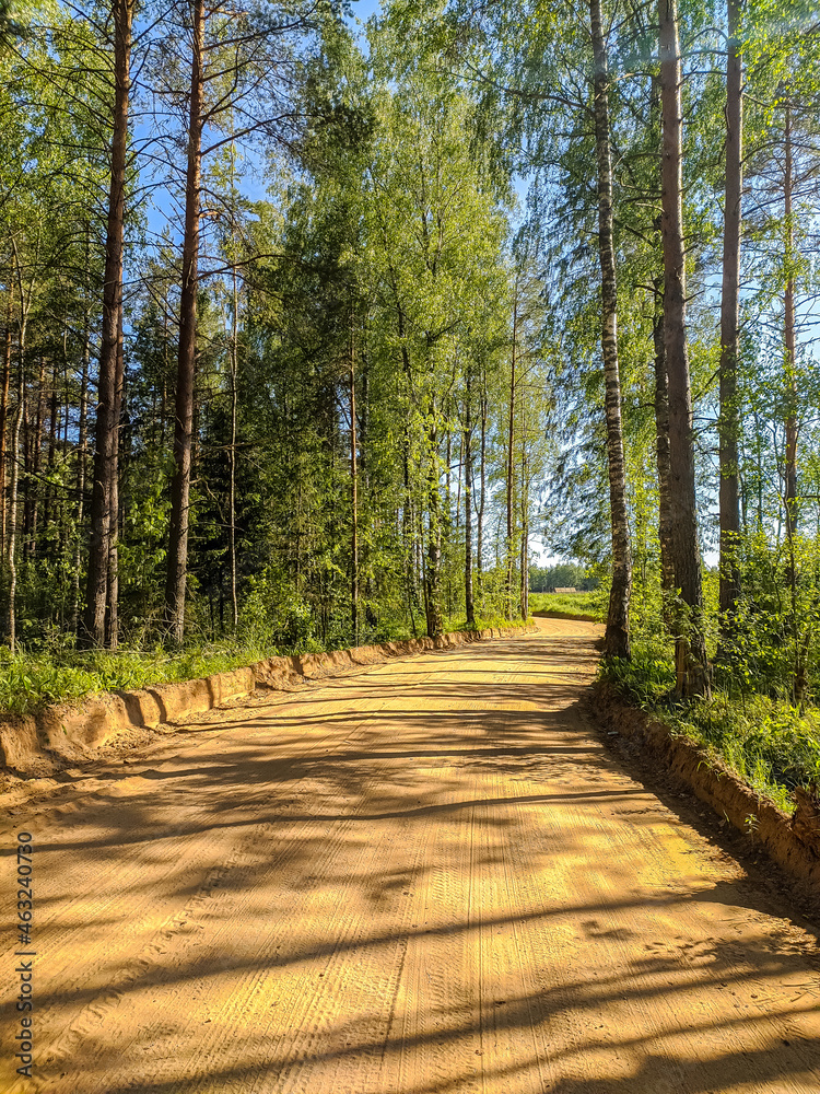 Fototapeta premium Beautiful forest road in Saint-Petersburg suburbs.