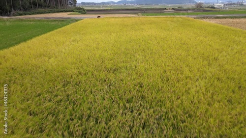 京都　八木町　4K　空撮　稲刈り　農業　環境