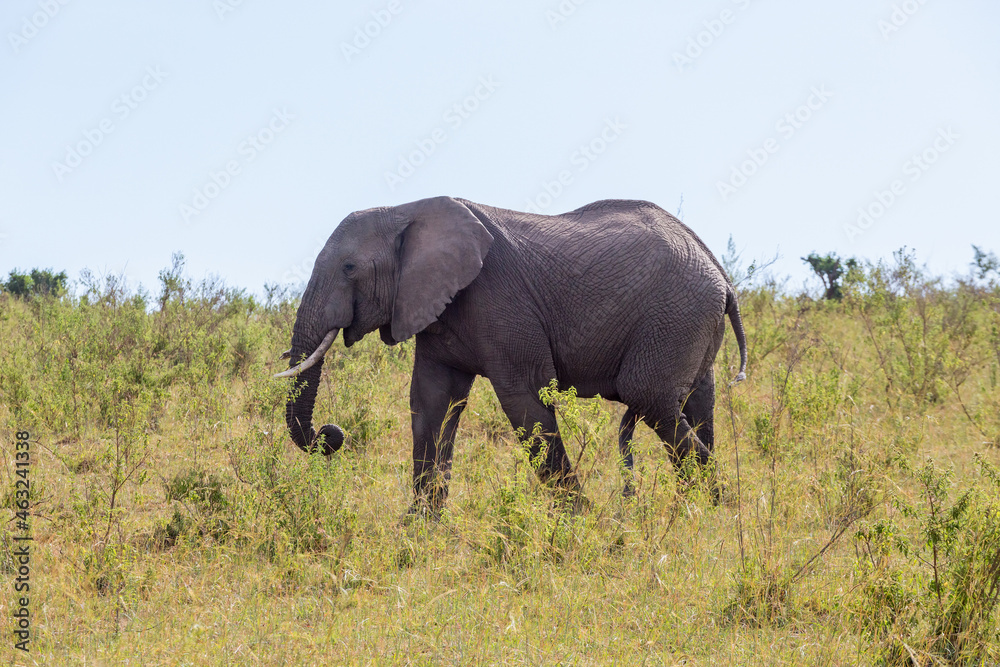 Elephant bull on the African savannah