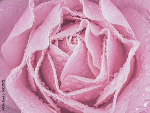 pink rose with drops