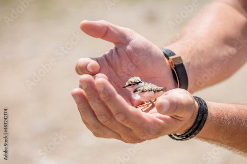 A nestling in the hands of a person, the concept of protecting care and kindness. Partridge chick close up. Defenseless pets. photo