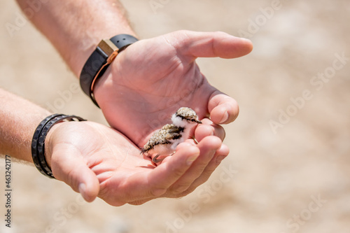 A nestling in the hands of a person, the concept of protecting care and kindness. Partridge chick close up. Defenseless pets.