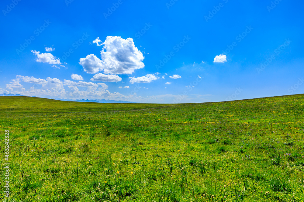 Green grass field with blue sky background.Green grassland landscape in Xinjiang,China.