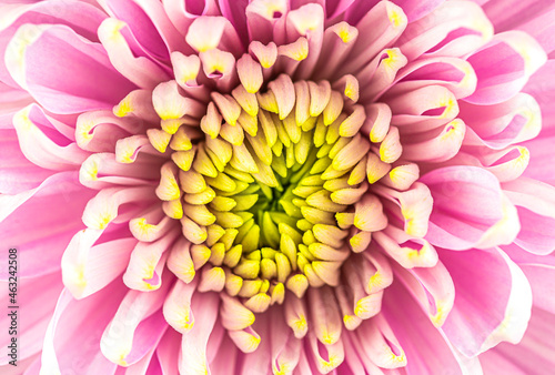 pink chrysanthemum flower