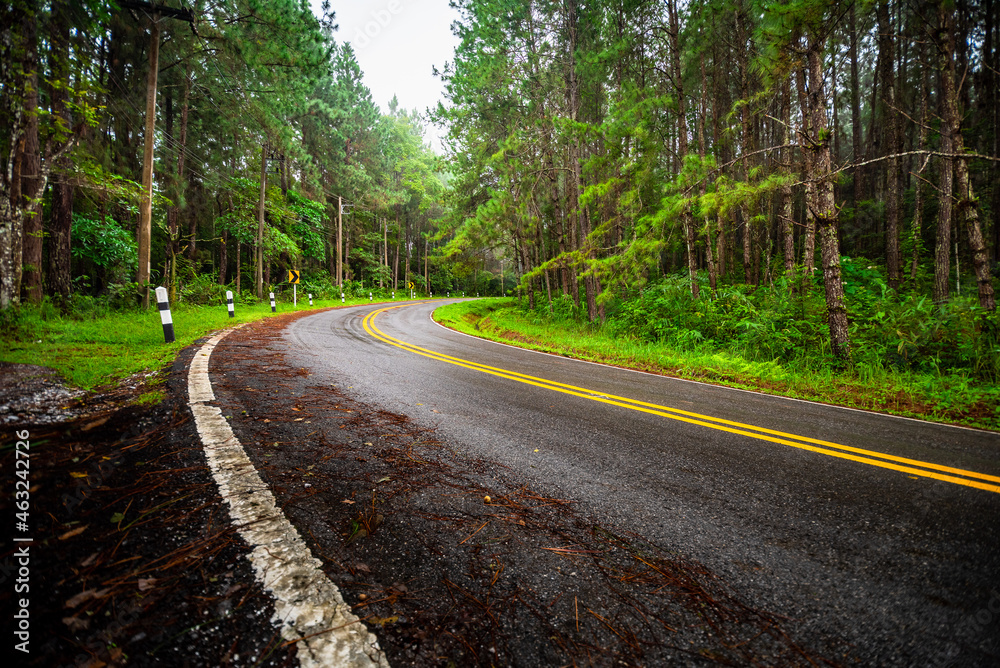 Nature pine forest with sandy road at riany