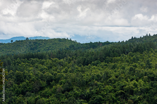 Aerial view of a tropical rainforest on a cloudy day